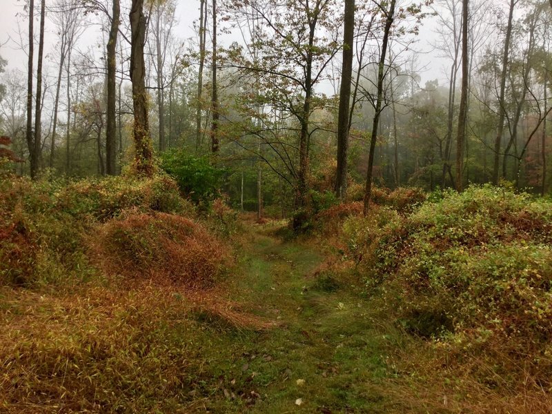 foggy day on the BLUE trail