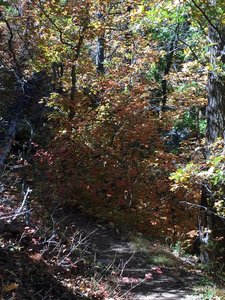 Photo doesn't do this justice. Some fall color in the area.  Sorry this is not along the trail, I missed the turn at the switch back and got this along the way back to the trail.