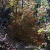 Photo doesn't do this justice. Some fall color in the area.  Sorry this is not along the trail, I missed the turn at the switch back and got this along the way back to the trail.