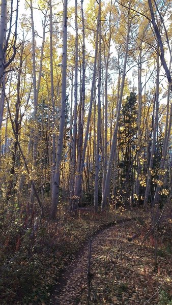 Aspen tunnel along Aspen Alley.