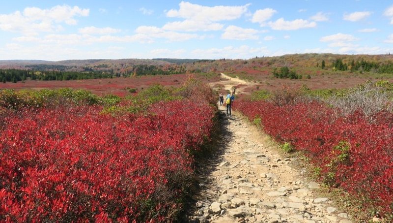 Beautiful fall Color on Bear Rock Trail, early October.