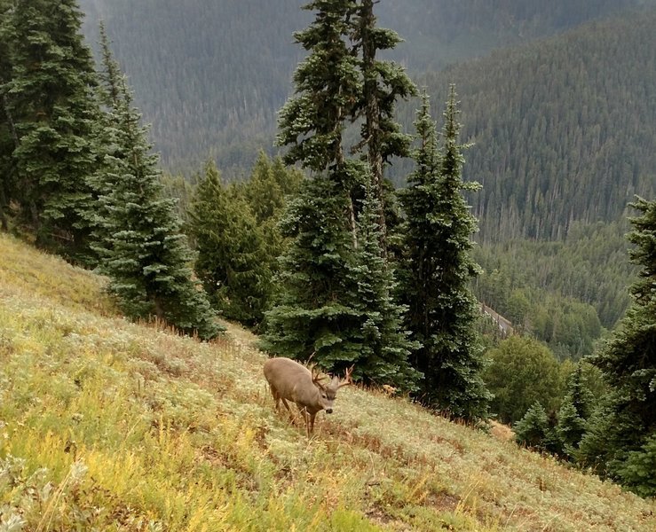 One of several deer found on the trail Saturday afternoon.