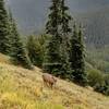 One of several deer found on the trail Saturday afternoon.