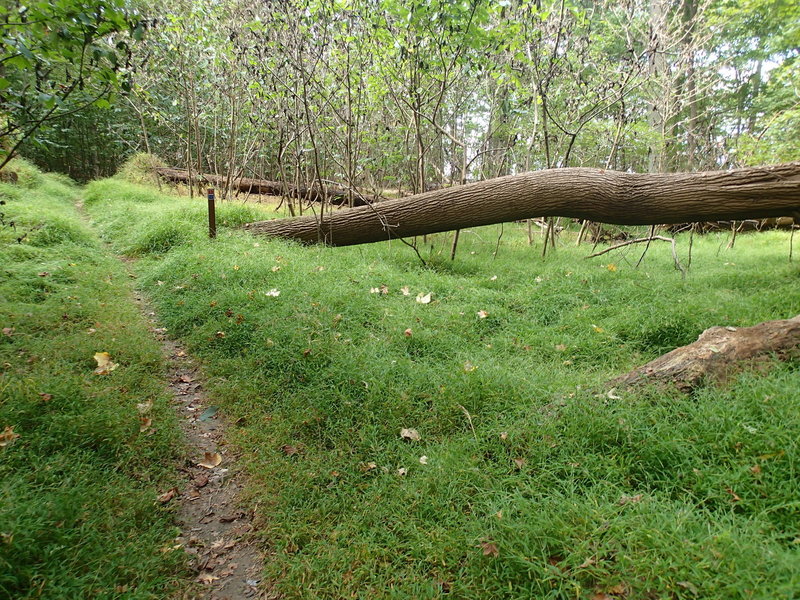 White Banks Trail