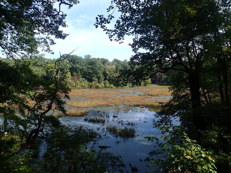 Beaver Marsh