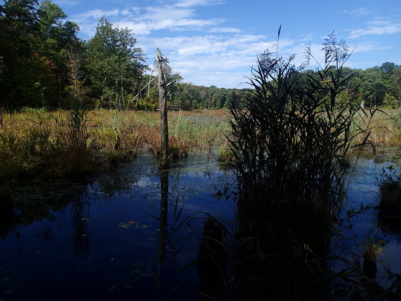 Beaver Marsh