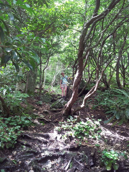 Trying to capture the uphill climb of this trail but it's impossible. I'll just say that my heels rarely hit the ground because the climb is so vertical!