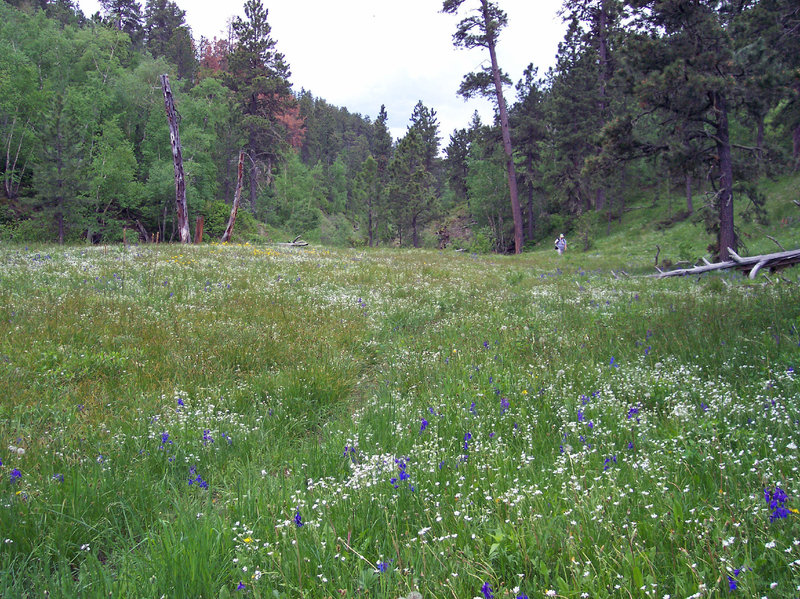 Houston Creek - view south.