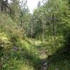 View down south fork, mid-August. The sweetest trail on earth.