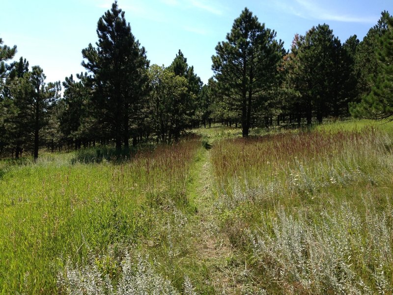 The Meadow—looking west.