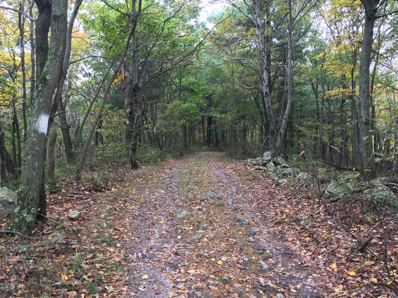 Mid State Trail, just off Tussey Mountain Road.