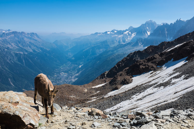 A mountain goat, high above Chamonix on the shoulder of Mt. Blanc.