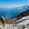 A mountain goat, high above Chamonix on the shoulder of Mt. Blanc.