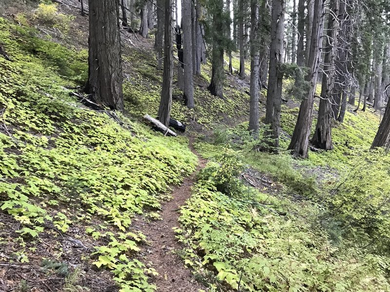 Haypress Trail