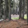 Intersection of Haypress and Stanshaw Trails