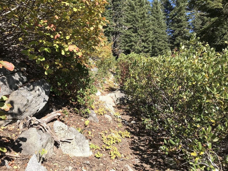 Overgrown section of Haypress Trail