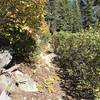 Overgrown section of Haypress Trail