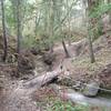 When you get to the bridge on Eucalyptus Loop, get ready for a short punchy ascent. Normally the creek is dry during the summer and fall.