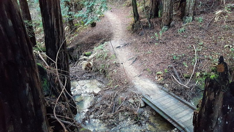 Trail through redwoods on lower Eucalyptus Loop.