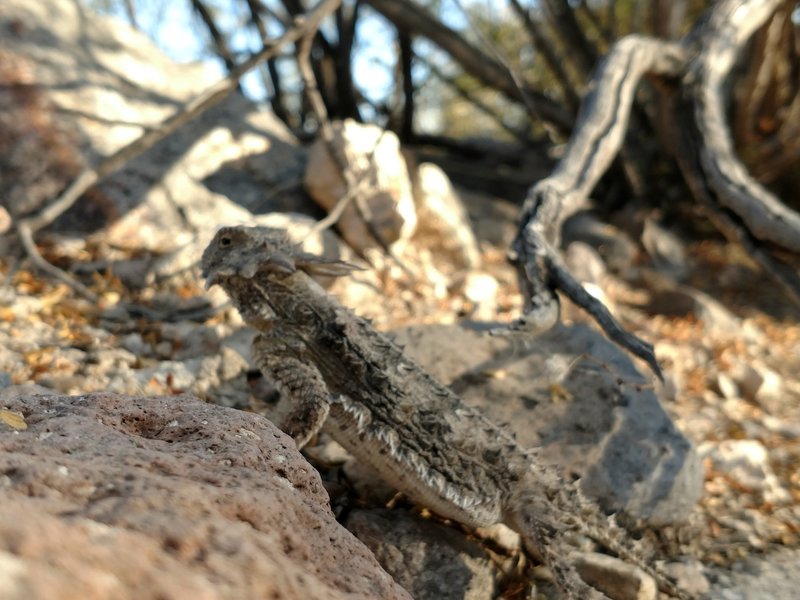 Keep an eye out as you might see some local wildlife like this horny toad lizard.