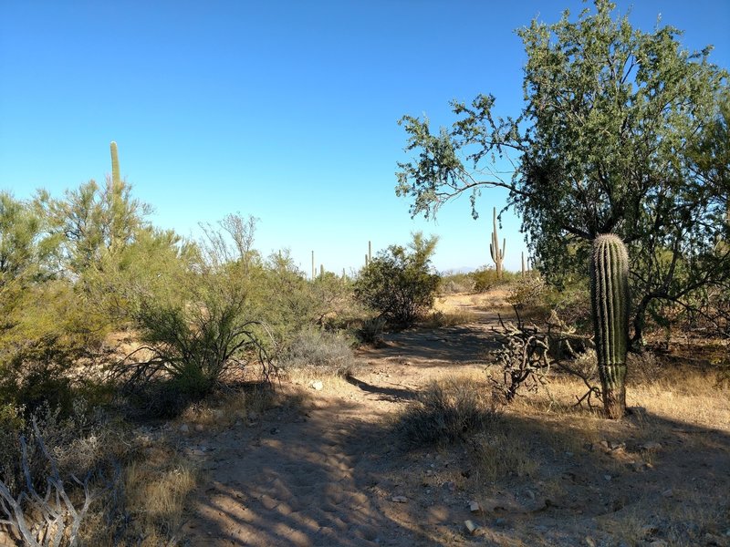 Shaded spot on the Cactus Wren Trail.