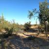 Shaded spot on the Cactus Wren Trail.