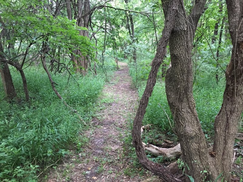 I scared up probably seven deer and they used the trail as a super highway.