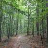 Trail through the forest.