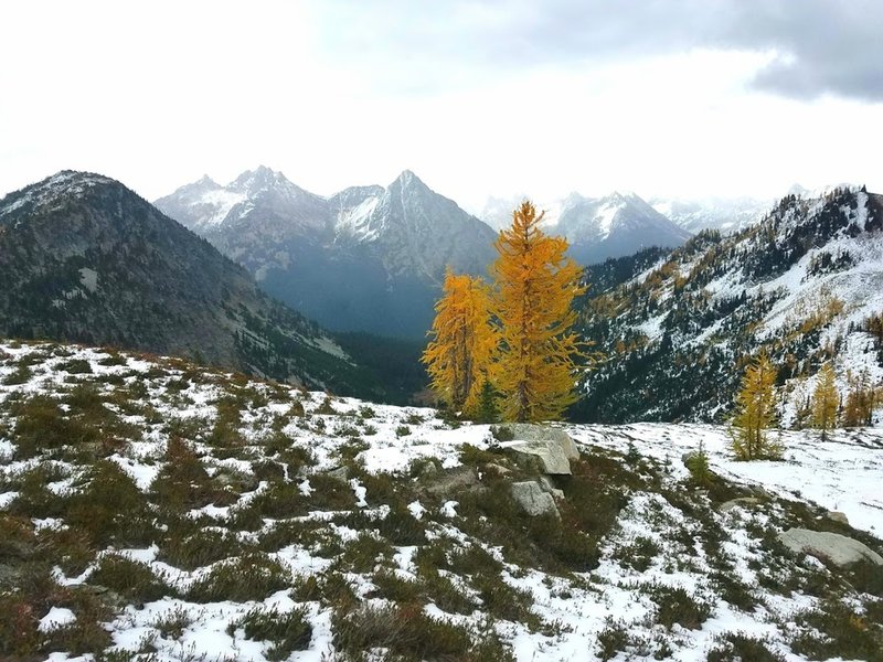 Larch trees golden for fall