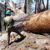 Volunteers clearing trees from Mt. Waterman Trail.