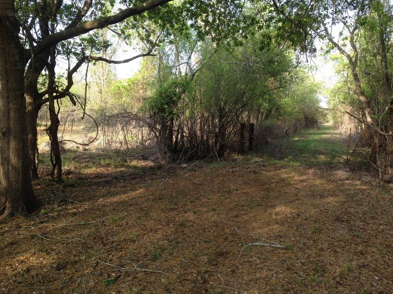 To go south on Hermann Hospital Trail from Bauer Trail, go about 200 feet southwest of the end of the fenceline on the south side of Bauer.