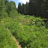 One of the many fields that you'll pass through which offer a break from the dense forest.