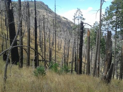 The uppermost mile switchbacks up through a burn zone.