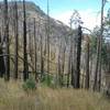 The uppermost mile switchbacks up through a burn zone.