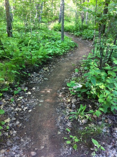 Winding through the ferns.