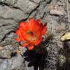 Cactus Flower