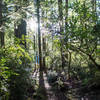 Morning light on Hiouchi Trail on a winter morning.