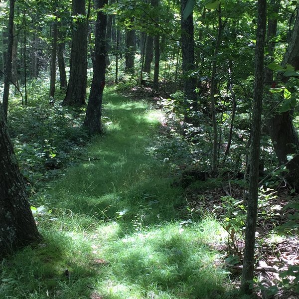 Grassy ridge above Old Meade Homeplace