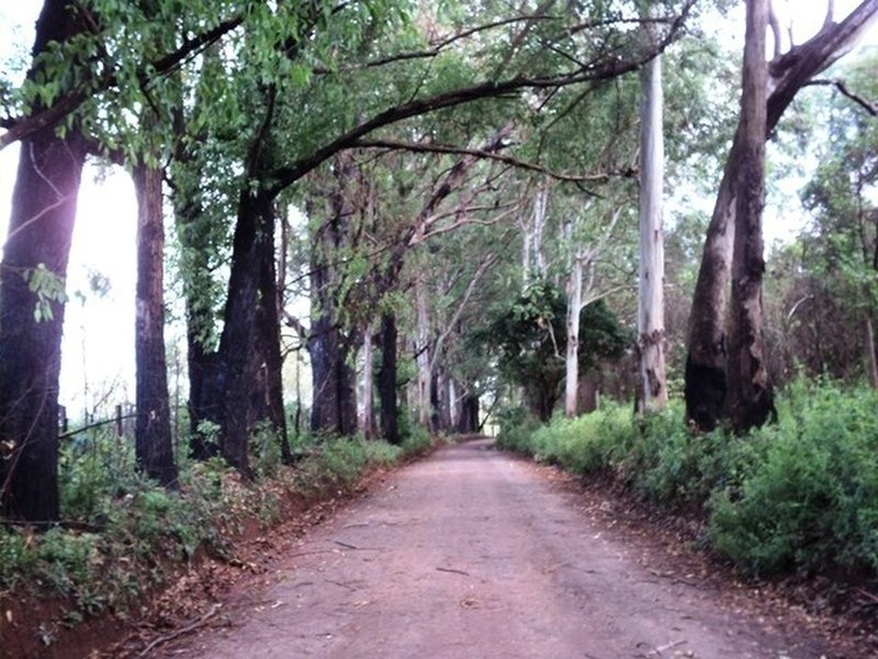 Dirt road before the singletrack