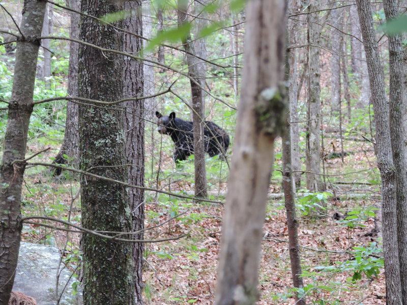 Here is a better look! He was paying close attention to us.