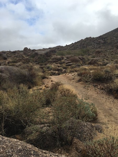 Winding trails through the rock garden on the north side of Cone Mountain