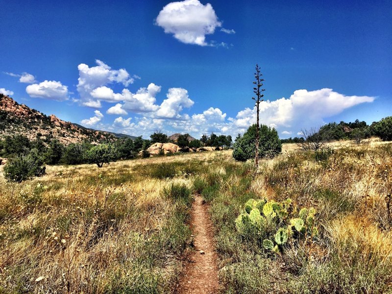 Cactus on Trail #345