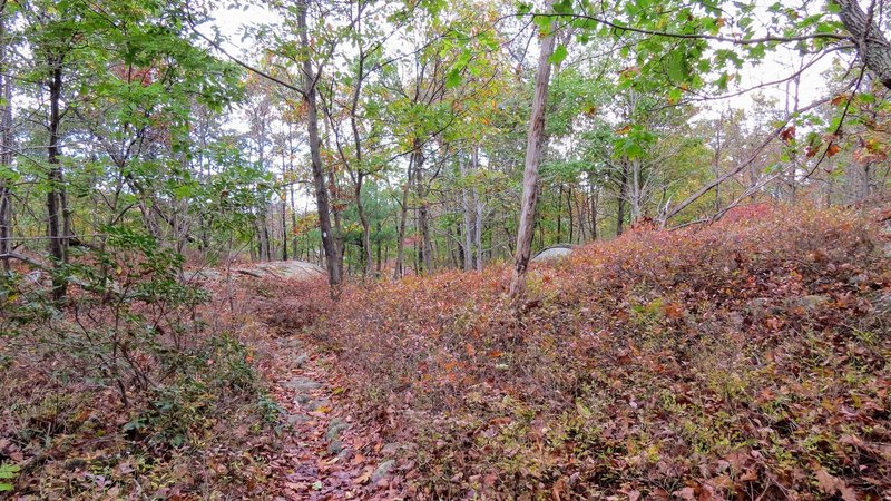 A fall day along the Macopin Trail