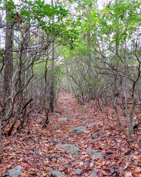 Rhododendron "Tunnels" can be found in many northern NJ destinations.  Here is an autumn view off the Wyanokie Circular trail in Norvin Green State Forest