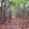 Rhododendron "Tunnels" can be found in many northern NJ destinations.  Here is an autumn view off the Wyanokie Circular trail in Norvin Green State Forest