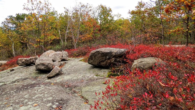 Vibrant Autumn reds alongside some glacial erratics in Norvin Green State Forest