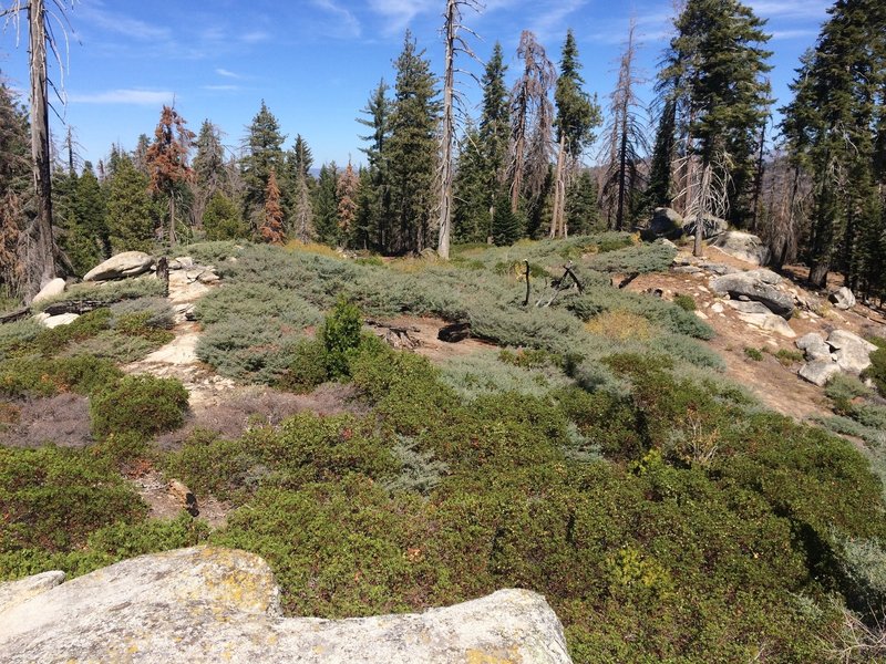 No giant sequoias here but trail wanders through brush, open forest and past massive boulders.