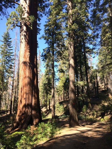 Giant sequoia close to the path