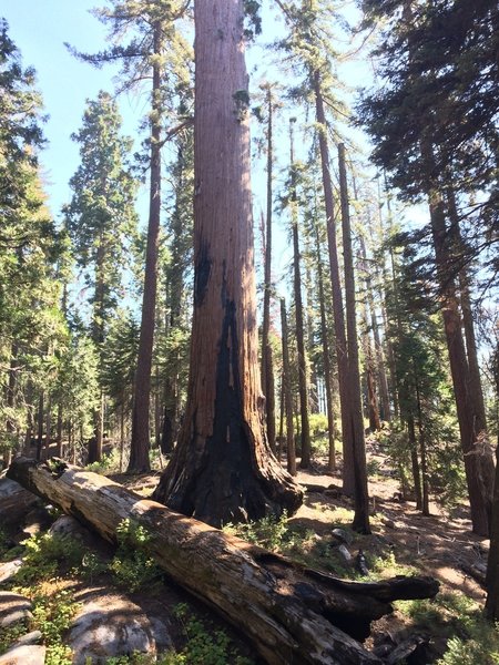 Scarring from fires on ancient sequoias beside the service road.