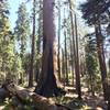 Scarring from fires on ancient sequoias beside the service road.